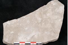 Foto (Detailansicht) von Dictyopteris brongniarti Gutb. (NHMW-GEO-2024-0188-10771)